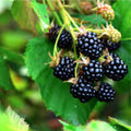 Swamp Dewberry Bare Root Plant – Edible Native Rubus caesius Bush – Low Growing Fruit Plant for Garden Landscaping
