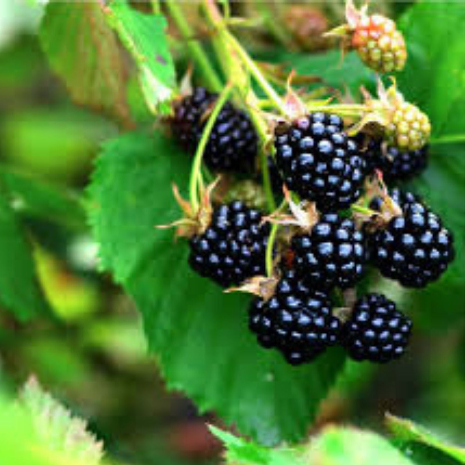 Swamp Dewberry Bare Root Plant – Edible Native Rubus caesius Bush – Low Growing Fruit Plant for Garden Landscaping