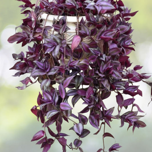 Wandering Jew Plant Cuttings Tradescantia Zebrina 12 Stems Indoor Houseplant Propagation Easy Care