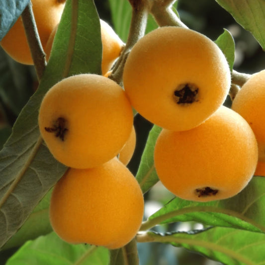Loquat Shrub Seeds 5 Pack Eriobotrya Japonica for Planting, Edible Landscape, Tropical Garden, Fruit Tree, Fruiting Plant