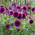 Purple Thomas Edison Dahlia Tuber Live Plant Bulb Deer Resistant Full Sun Zones 3-10