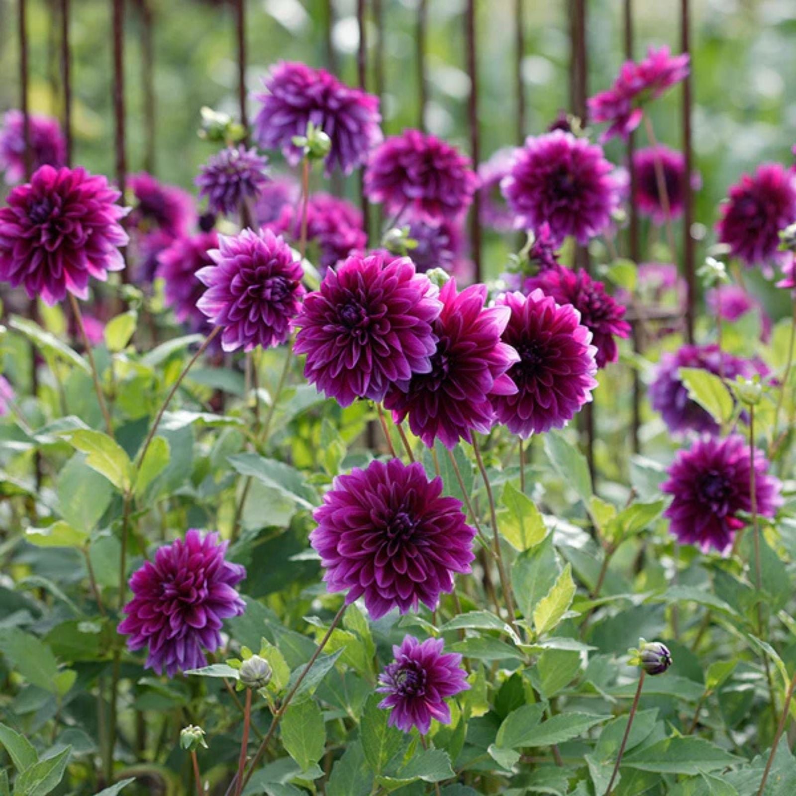 Purple Thomas Edison Dahlia Tuber Live Plant Bulb Deer Resistant Full Sun Zones 3-10