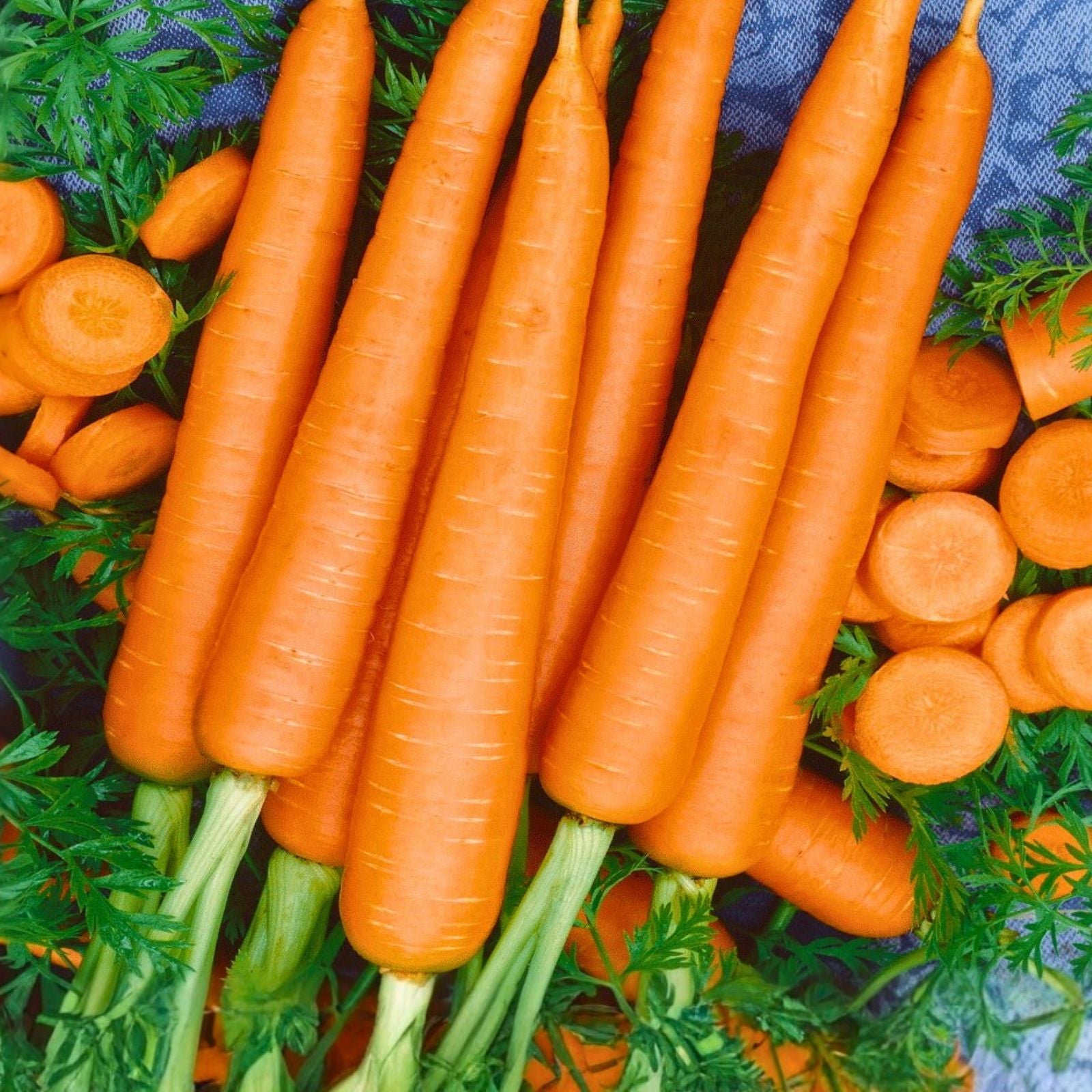 Carrot Seeds Little Fingers Non-GMO Organic Vegetable Garden Starter Plant 50+ Daucus carota