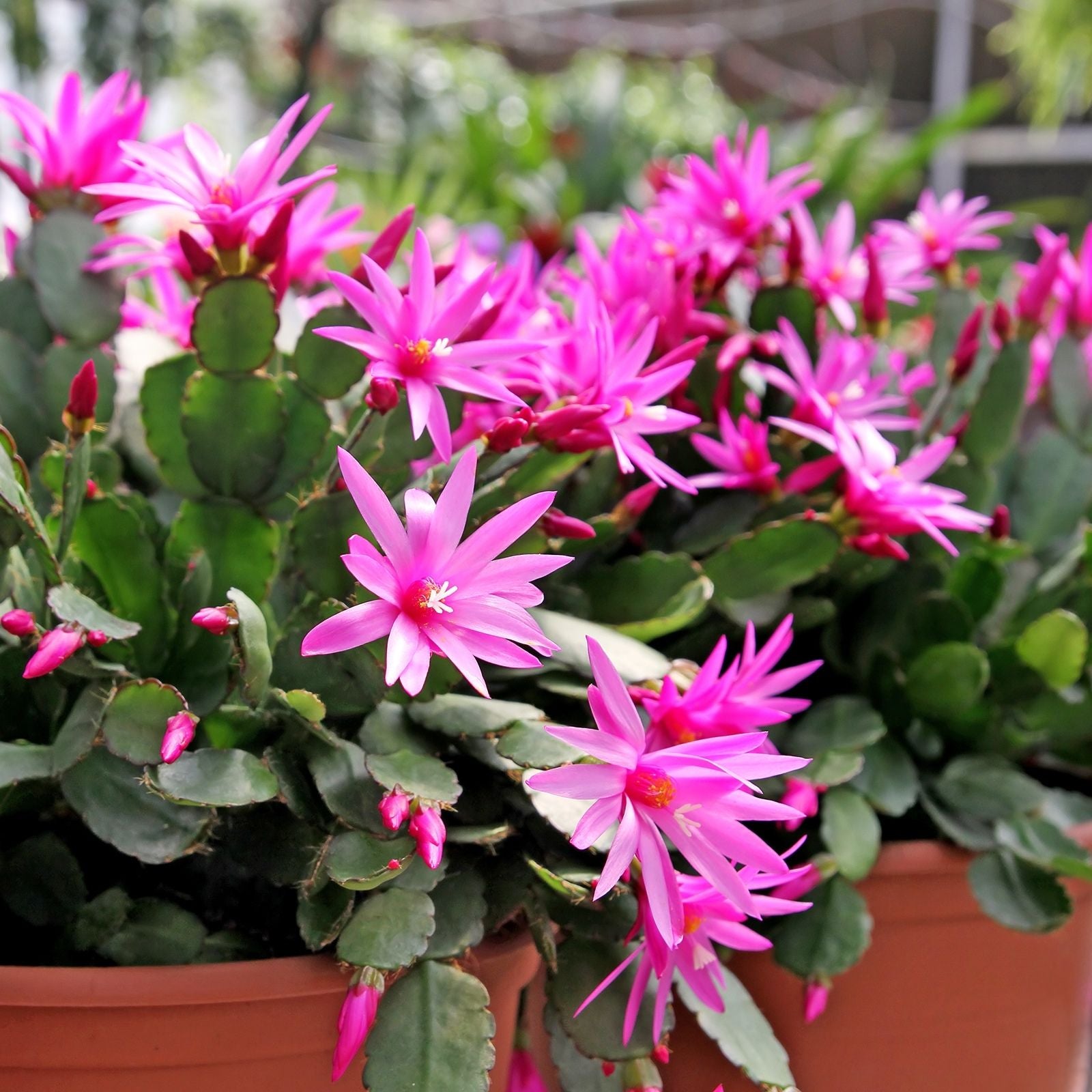 Easter Spring Cactus Cuttings Rhipsalidopsis gaertneri Unrooted Succulent Plant Bare Root Starter Houseplant