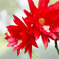 Epiphyllum Orchid Cactus Cuttings Hot Spice Succulent Plant Live Starter Bare Root Houseplant