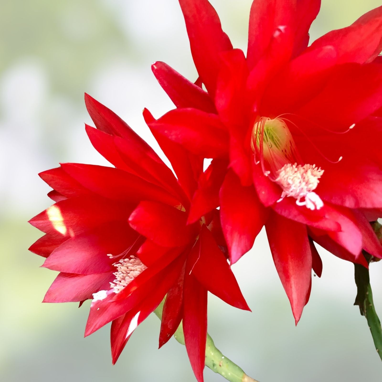 Epiphyllum Orchid Cactus Cuttings Hot Spice Succulent Plant Live Starter Bare Root Houseplant