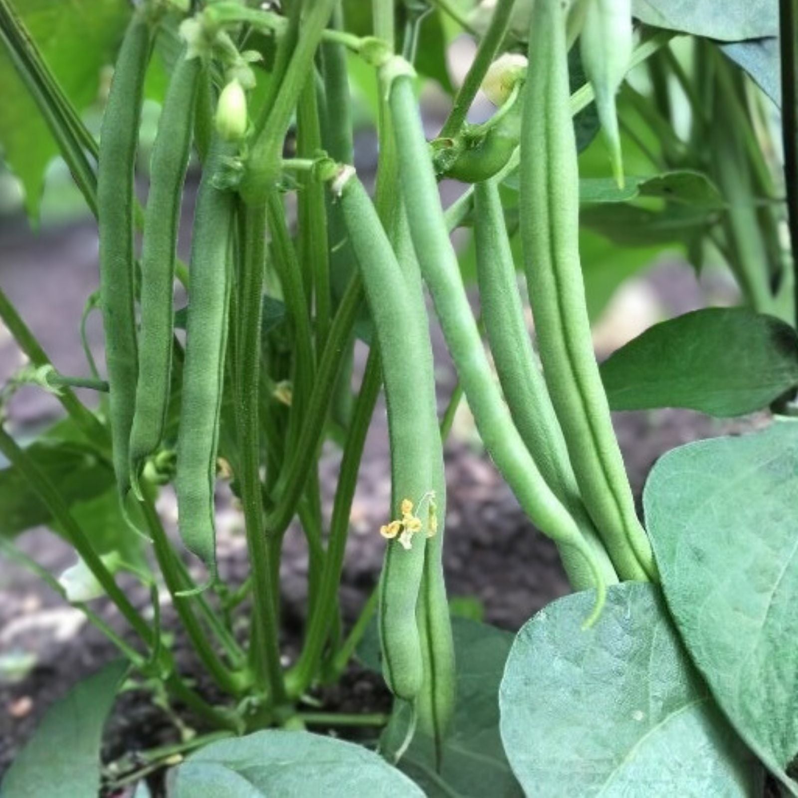 Tendergreen Bush Bean Seeds 500+ Heirloom Phaseolus vulgaris Live Plant Cutting Starter Plant Houseplant