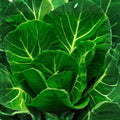 Danvers 126 Carrot Seeds Heirloom Organic Vegetable Seeds 500+ Daucus carota Live Plant Cutting Bare Root Starter Plant
