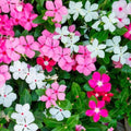 Vinca Seeds 100-Pack F1 Mix Catharanthus roseus Flowering Annual Garden Landscape Plant