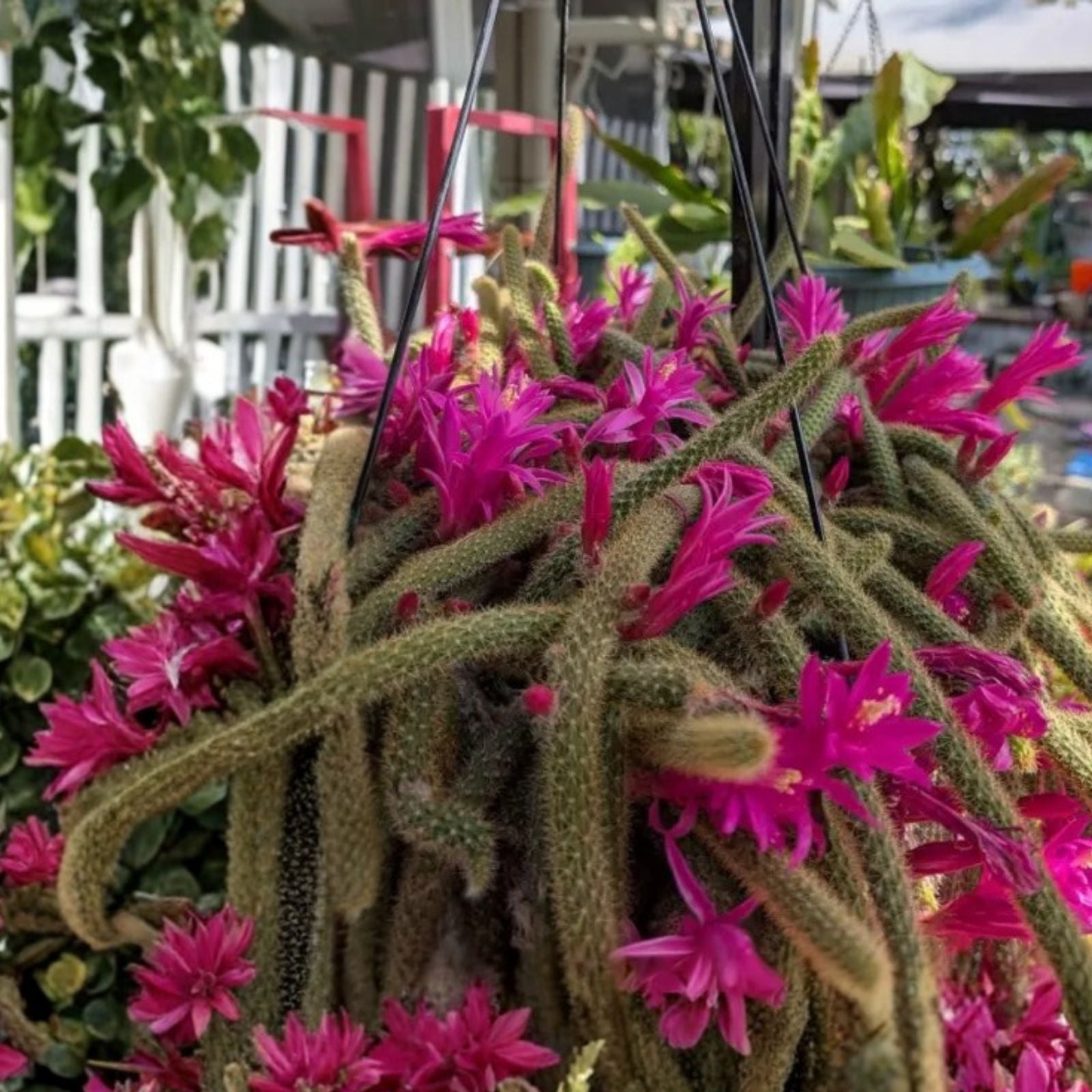 Lot of 4 Rat Tail Cactus Cuttings Pink Aporocactus Succulent Plants Indoor Outdoor Decor