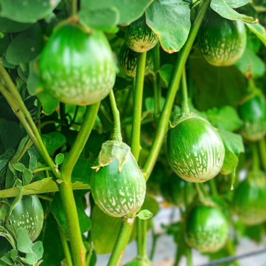 Kermit Eggplant Seeds 20+ Pack Round Thai Variety Solanum melongena Vegetable Seeds for Gardening