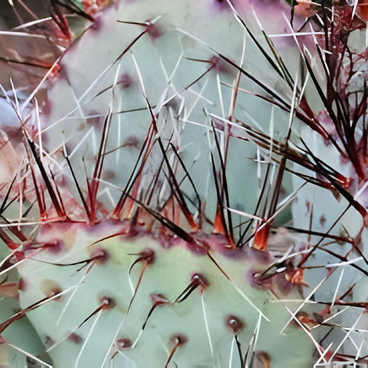 Live Opuntia aciculata Chenille Prickly Pear Cactus Pad Cutting Succulent Plant for Indoor Outdoor Gardening