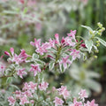 Ninebark Plant Physocarpus opulifolius Bare Root Shrub 12-18 Inches Landscaping Garden Ornamental