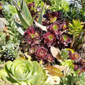 Assorted Succulent Cuttings 1-4 inches | Live Plant, Houseplant, Propagation, DIY Gardening, Starter Plant