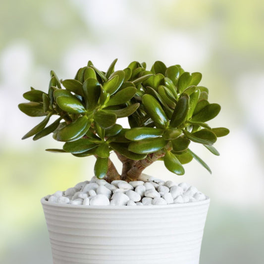 Jade Plant Cuttings 8" Crassula Ovata Succulent Live Houseplant Indoor Gardening Gift