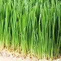 Non-GMO Barley Microgreen Seeds 8 oz for Sprouting, Healthy Home-Grown Hordeum vulgare, Live Plant, Starter, Bare Root, Houseplant