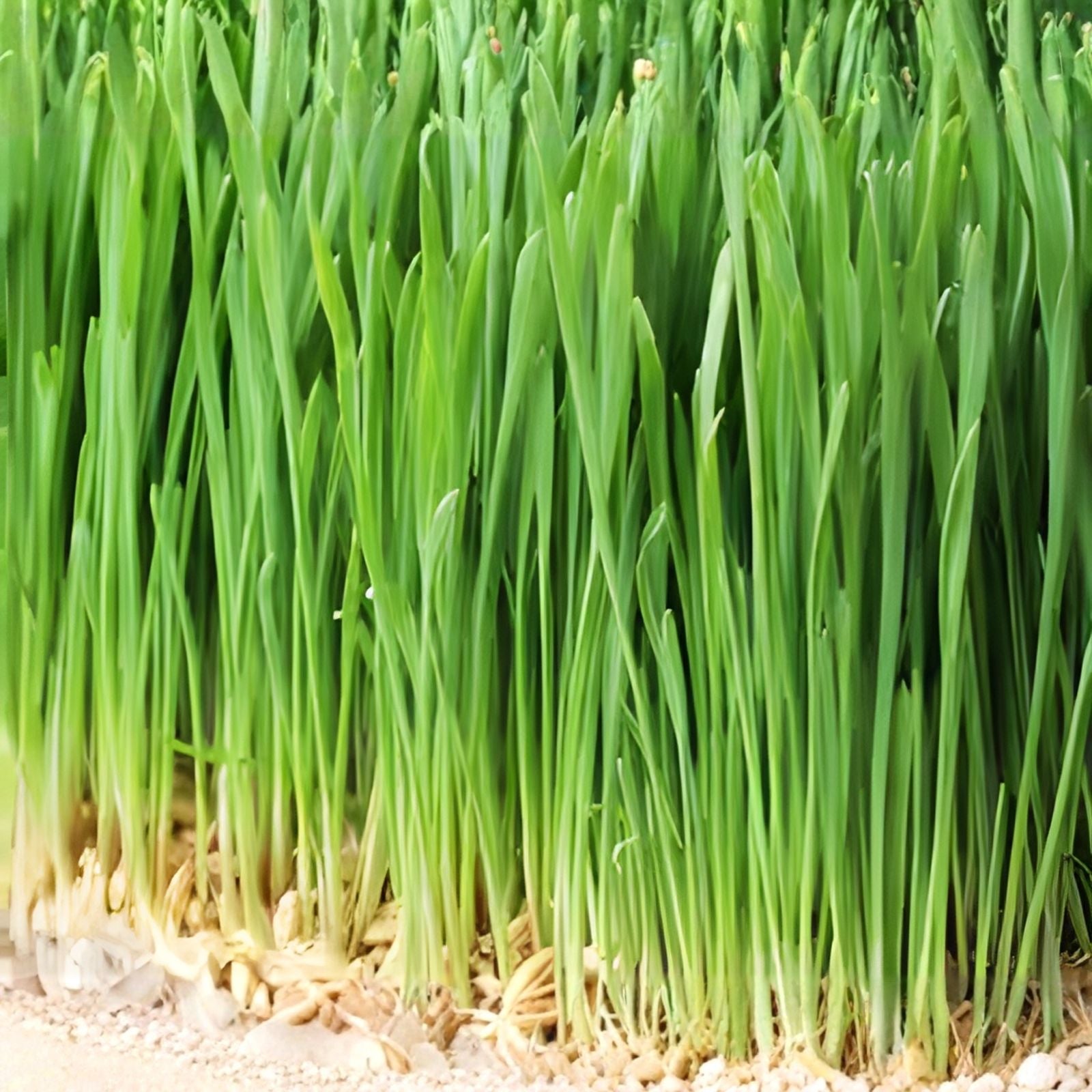 Non-GMO Barley Microgreen Seeds 8 oz for Sprouting, Healthy Home-Grown Hordeum vulgare, Live Plant, Starter, Bare Root, Houseplant