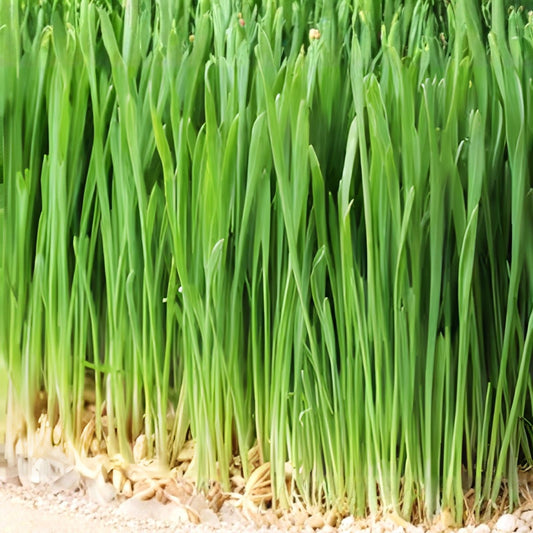 Non-GMO Barley Microgreen Seeds 8 oz for Sprouting, Healthy Home-Grown Hordeum vulgare, Live Plant, Starter, Bare Root, Houseplant