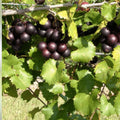 Organic Muscadine Grape Cuttings Black Noble Bronze Vitis rotundifolia Live Plant Starter Vine