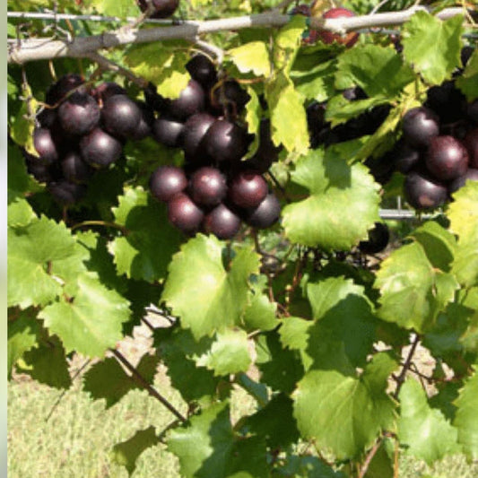 Organic Muscadine Grape Cuttings Black Noble Bronze Vitis rotundifolia Live Plant Starter Vine