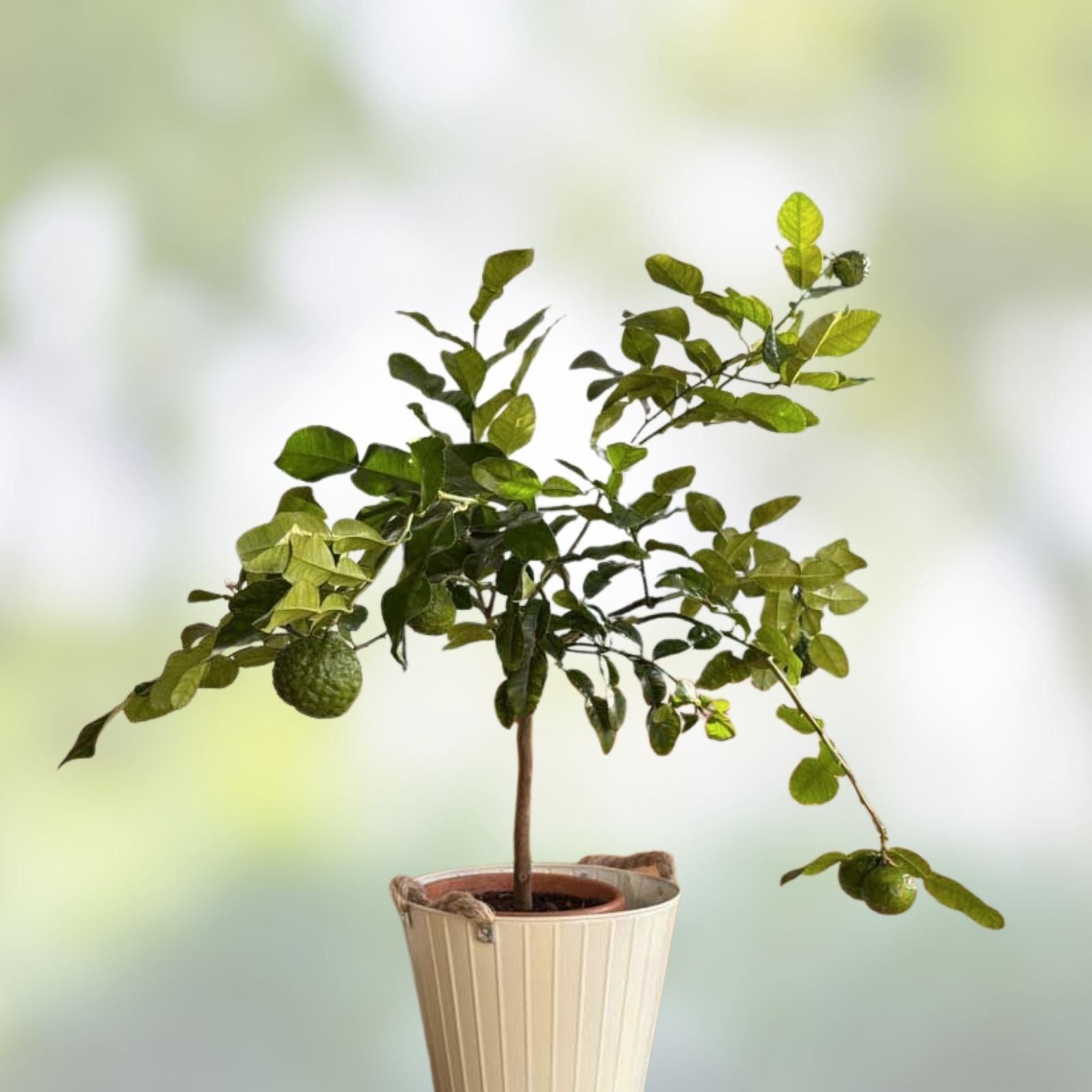 Kaffir Lime Tree Cutting Citrus Hystrix Live Plant Makrut Lime Herb for Cooking, Food Spice, Starter Plant