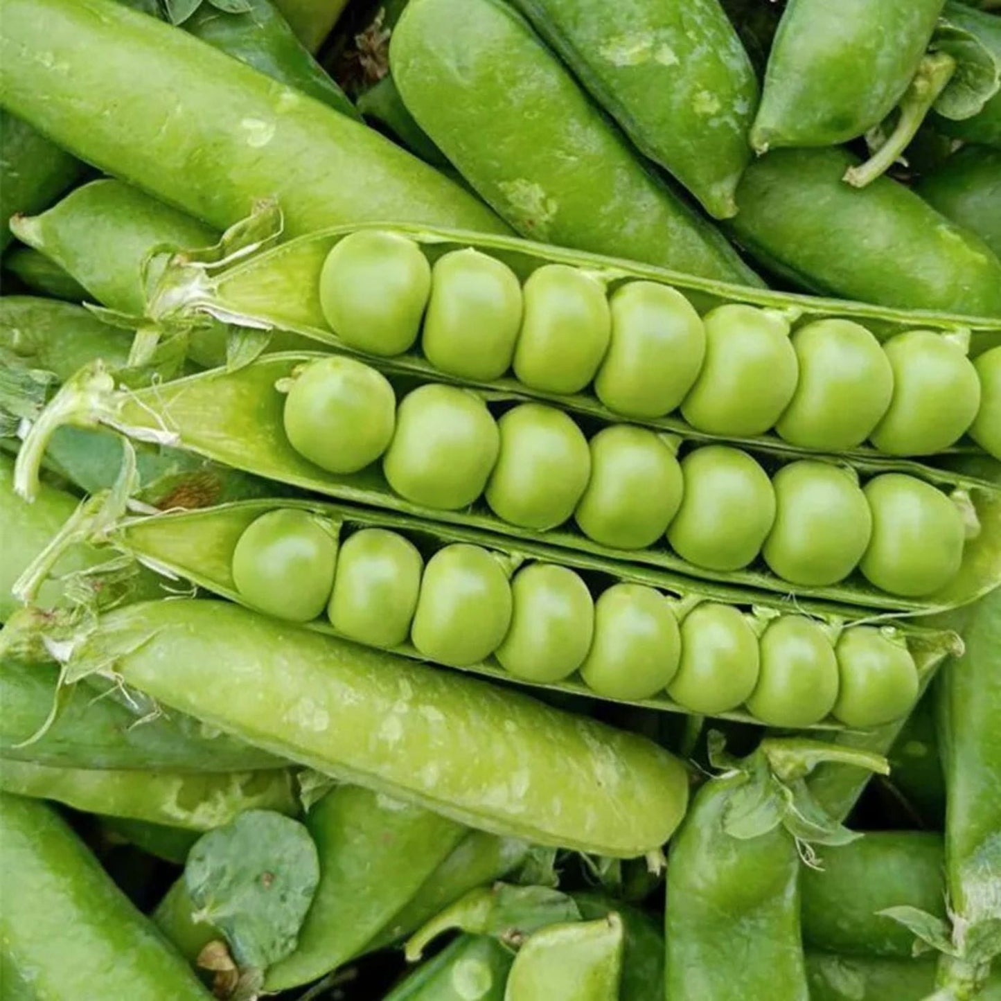 Heirloom Lincoln Peas Seeds - Non-GMO Vegetable Seeds for Home Gardening - Pisum sativum, Starter Plant, Live Plant, Cutting