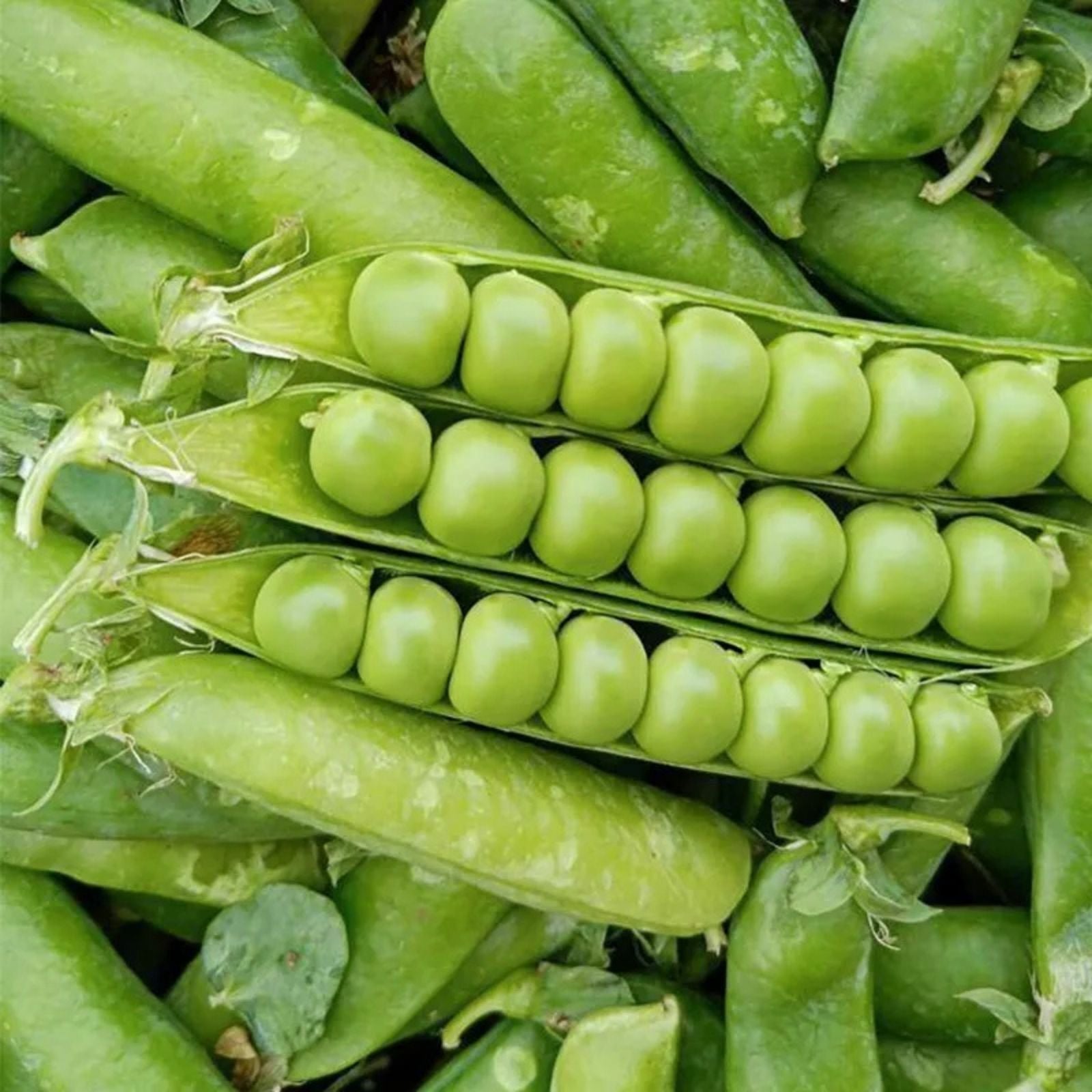 Heirloom Lincoln Peas Seeds - Non-GMO Vegetable Seeds for Home Gardening - Pisum sativum, Starter Plant, Live Plant, Cutting