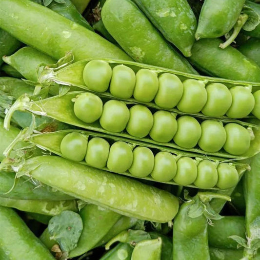 Heirloom Lincoln Peas Seeds - Non-GMO Vegetable Seeds for Home Gardening - Pisum sativum, Starter Plant, Live Plant, Cutting