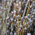 Pussy Willow Cuttings 5-7in Salix discolor Live Plant for Propagation Bare Root Starter Plant