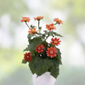 Tithonia Seeds Fiesta del Sol Organic Flower Seeds 50 Pack Live Plant Cutting Bare Root Starter Plant