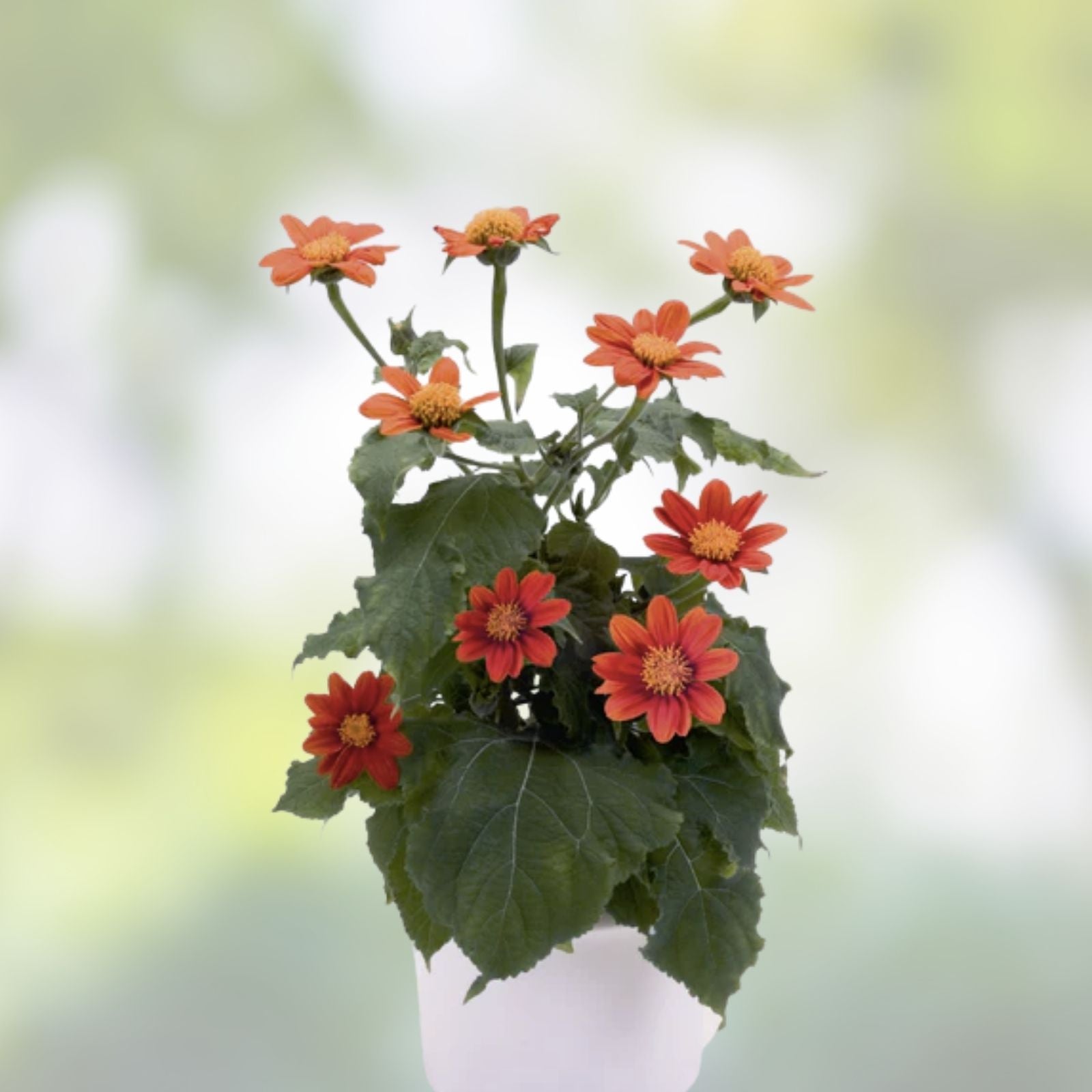 Tithonia Seeds Fiesta del Sol Organic Flower Seeds 50 Pack Live Plant Cutting Bare Root Starter Plant