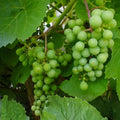 Vitis vinifera Grape Plant Cutting 18” Fruit-Bearing Vine for Planting, Live Starter Plant, Bare Root, Houseplant