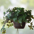 Tradescantia Chrysophylla Baby Bunny Bellies Live Houseplant Starter Plant, Rare Soft Foliage Indoor Plant