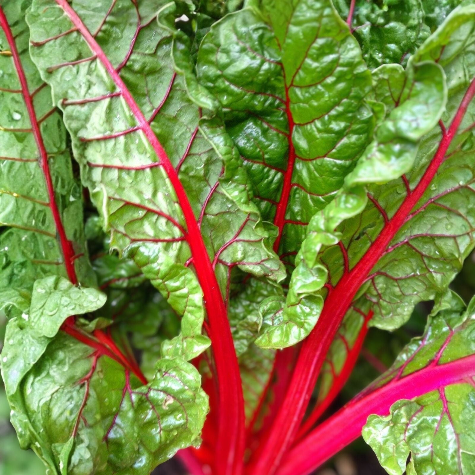 Rainbow Swiss Chard Seeds Non-GMO Heirloom Vegetable Seeds 500 Beta vulgaris subsp. cicla Live Plant Cutting