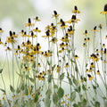 Bunny Tails Seeds 25 Pack - Ornamental Grass for Gardens - Lagurus ovatus - Easy to Grow Fresh Stock