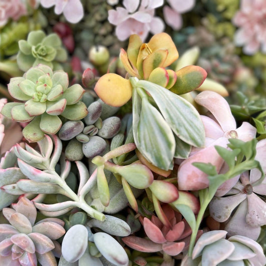 Assorted Succulent Cuttings 30 Pack - Colorful Cactus & Succulent Varieties for Planting, Crafts, Live Plant, Starter, Bare Root