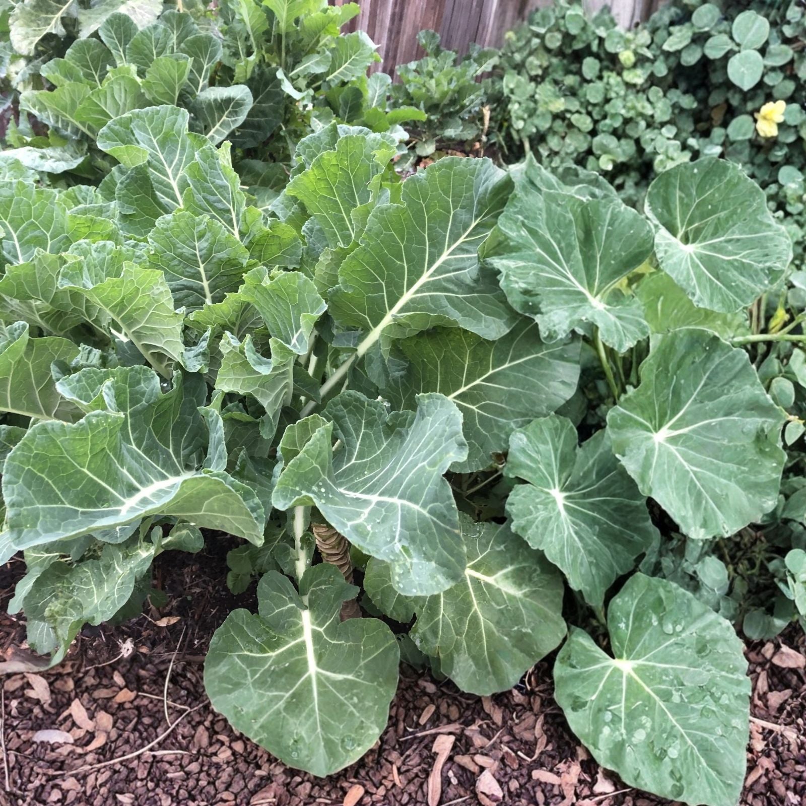 Tree Collards Cuttings Organic Brassica oleracea Starter Plant for Gardening Permaculture Live Plant