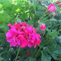 Red Citronella Ivy Geranium Live Plant 3x6" Cuttings Aromatic Pest-Repelling Houseplant