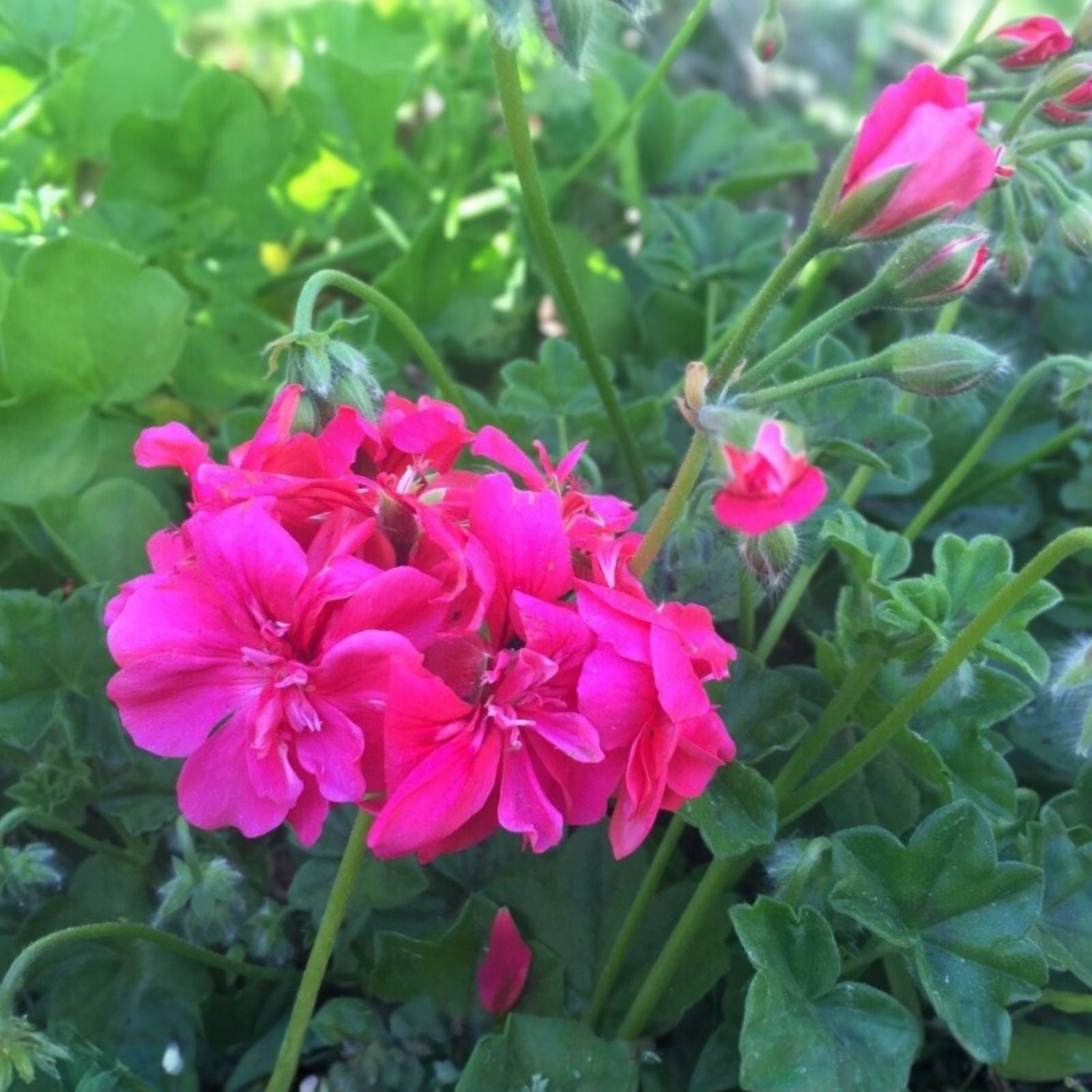 Red Citronella Ivy Geranium Live Plant 3x6" Cuttings Aromatic Pest-Repelling Houseplant