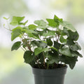 English Ivy Cuttings Non-Rooted Vine Hedera helix Indoor Plant Starter Live Plant