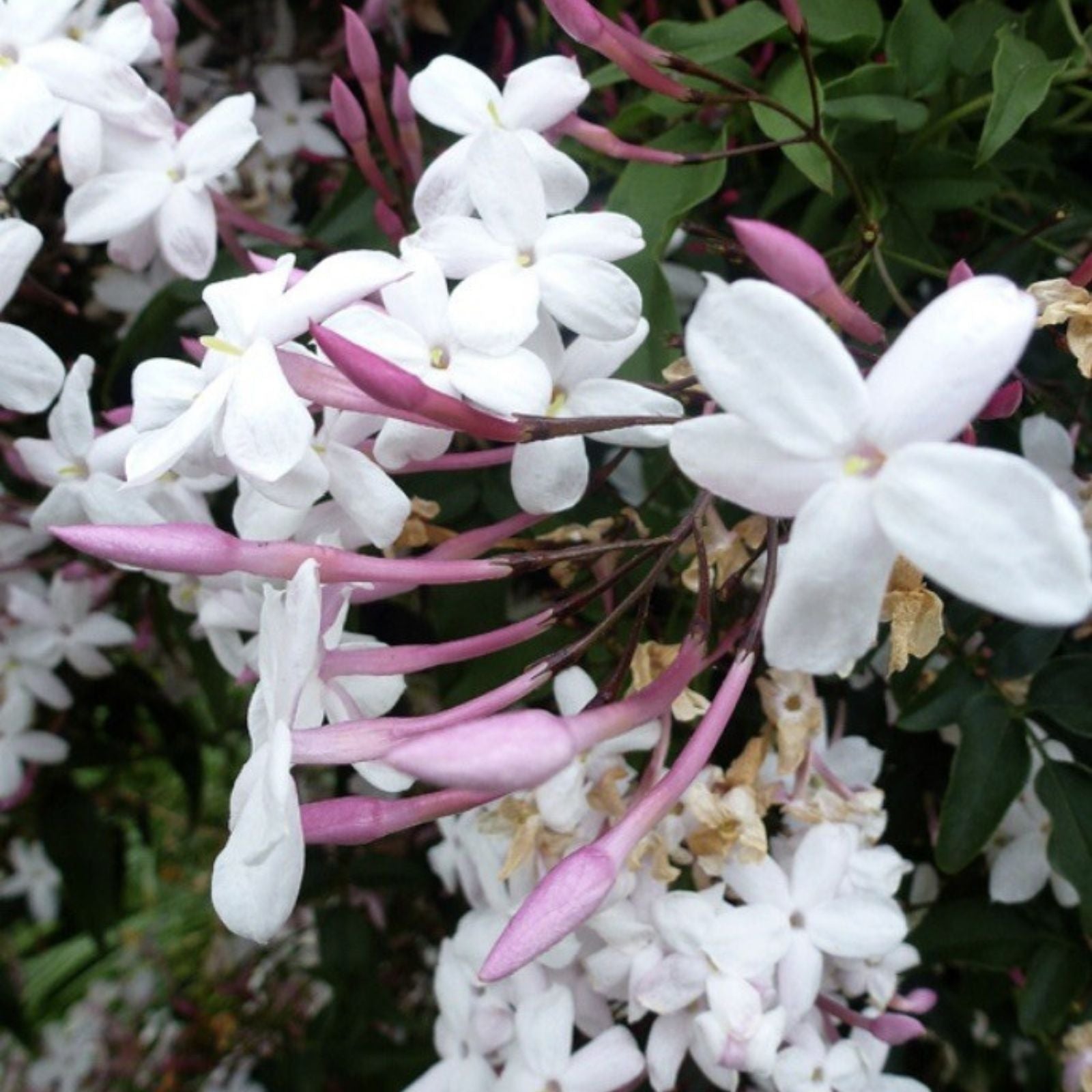 Pink Star Jasmine Cuttings Jasminum polyanthum Live Plant Fragrant Indoor Garden Starter