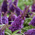 Purple Butterfly Bush Buddleja davidii Live Plant 6-inch Cutting, Butterfly Attracting, Easy to Grow, Garden Flower, Shrub