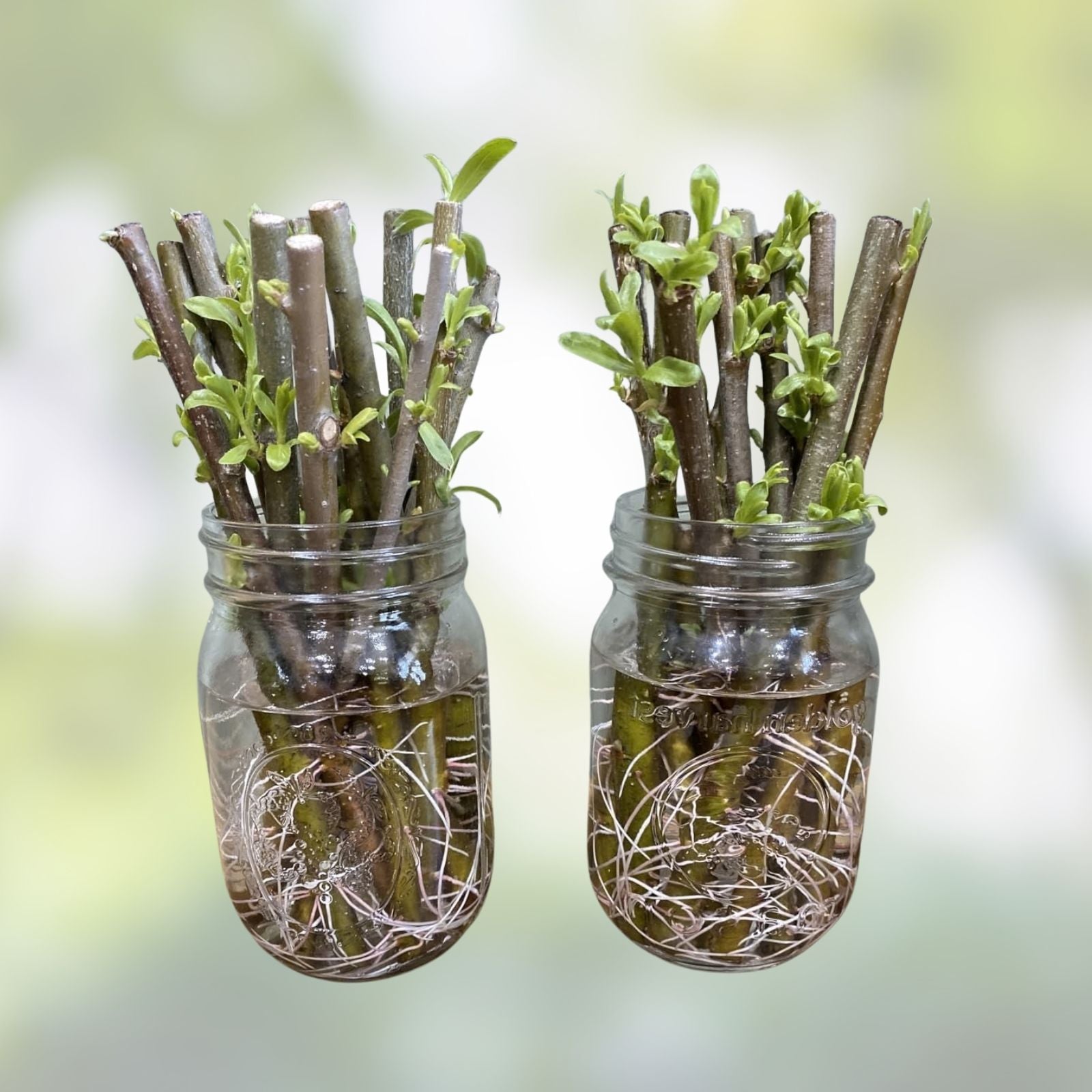 Wisconsin Weeping Willow Cuttings - 2 Live Salix babylonica Plantings for Gardens and Landscaping