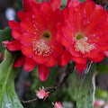 Epiphyllum Edith Belle Orchid Cactus Cutting Tropical Succulent Houseplant Live Plant