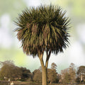 Queen of The Andes Seeds - 10 Pack - Rare Exotic Puya Planting Seeds for Gardens - Unique Ornamental Succulent Plant