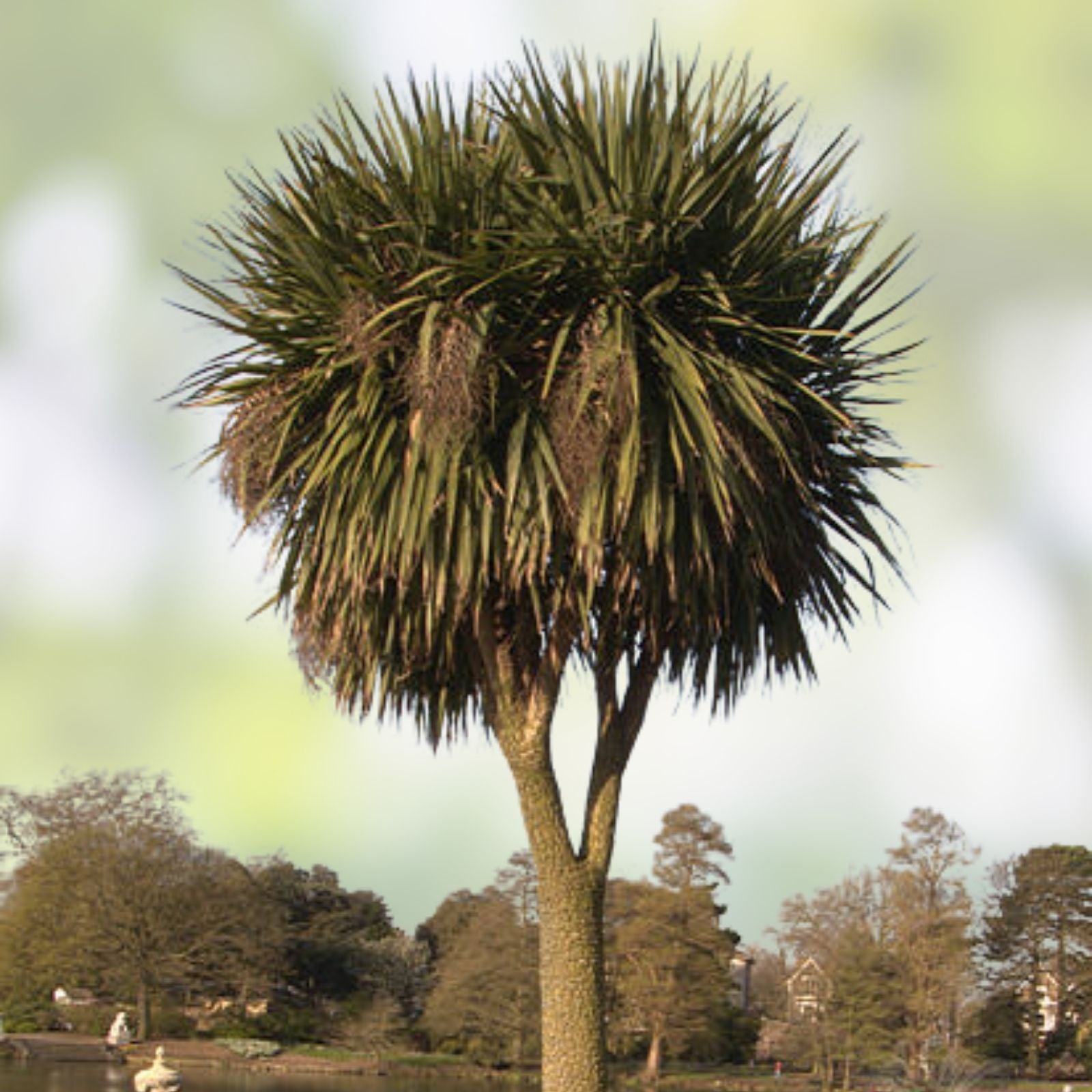 Queen of The Andes Seeds - 10 Pack - Rare Exotic Puya Planting Seeds for Gardens - Unique Ornamental Succulent Plant