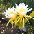 Rooted Dragon Fruit Plants 5 Pack White Flesh Pitaya Self Pollinating Hylocereus undatus | Fresh Stock