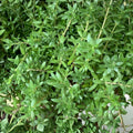 Sedum Sarmentosum Cuttings - Fast Growing Creeping Perennial Ground Cover Live Plants - Easy to Grow, Low Maintenance