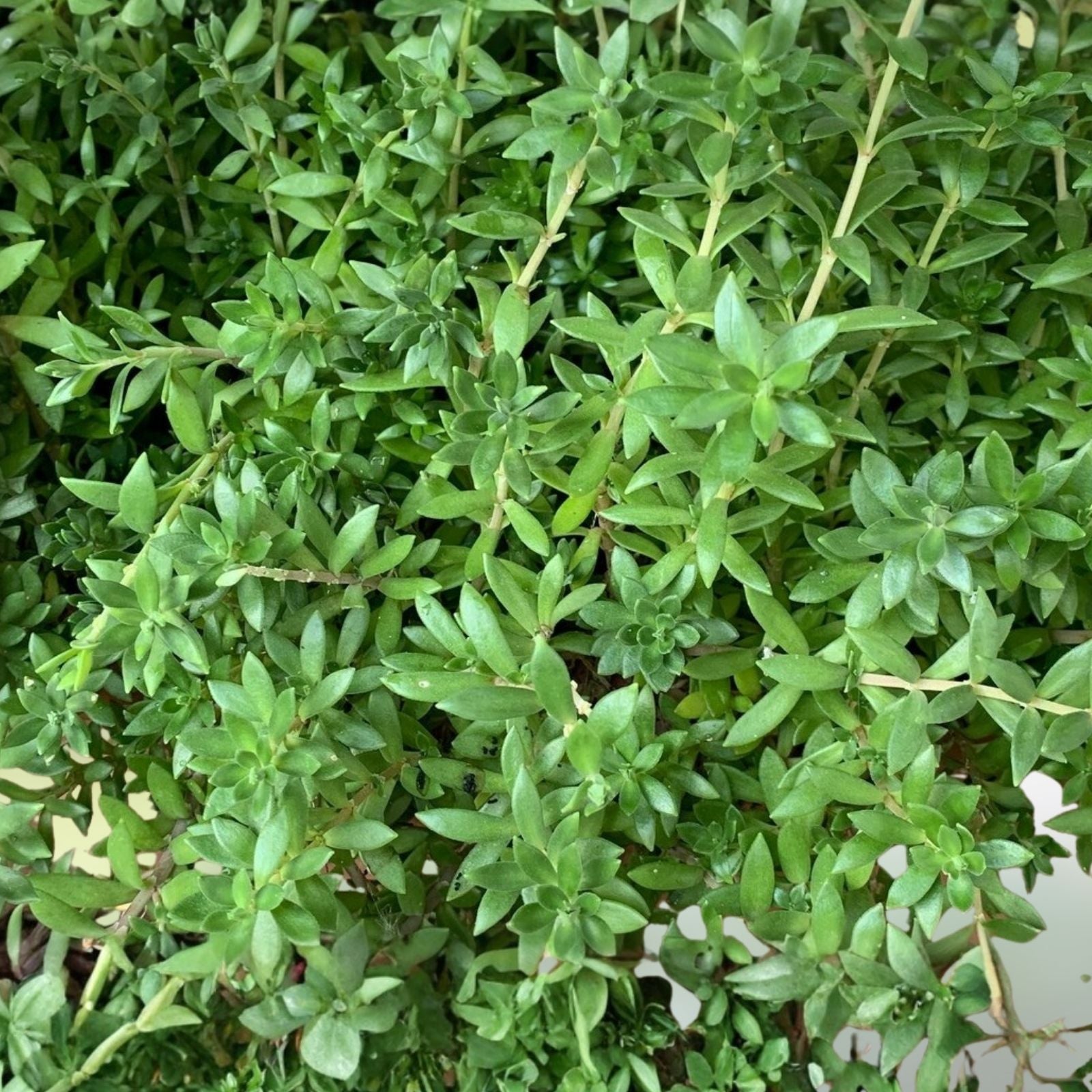Sedum Sarmentosum Cuttings - Fast Growing Creeping Perennial Ground Cover Live Plants - Easy to Grow, Low Maintenance