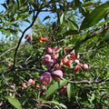 Wild Plum Tree Live Plant Set of 2, Prunus spp., 12-18" Bare Root, Hardy Zones 5-9, Fruit Tree, Freshly Dug, 1-2 Years Old